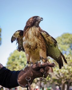 Xena, the red-tailed hawk