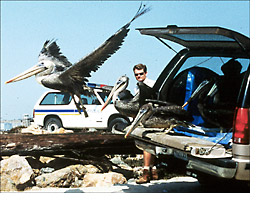 Releasing pelicans back into the wild