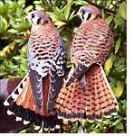 Bandit and Bella - Kestrels