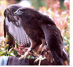 Buster - Red-tailed Hawk