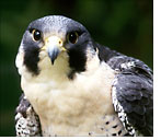 Kera - Peregrine Falcon