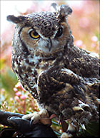 Sinbad - Great Horned Owl