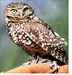 Widget - Burrowing Owl