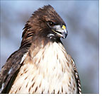 Xena - Red-tailed Hawk