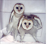 Young barn owls