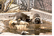 Immature racoons