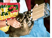 Feeding baby racoons